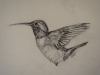 Humming Bird